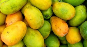 Manfaat Mangifera indica: Mencegah 5 Penyakit Berikut Ini