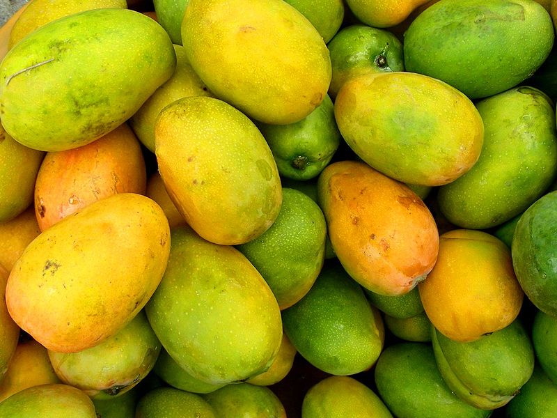 Mangifera indica