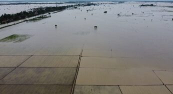 Banjir di Banten Ancam Ribuan Hektare Sawah, Petani Terdampak Berat