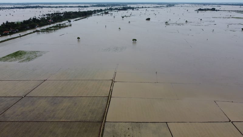 Banjir di Banten Ancam Ribuan Hektare Sawah, Petani Terdampak Berat