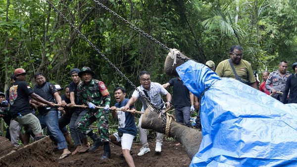 Gajah Molly Mati Terseret Arus Sungai Akibat Hujan Deras