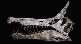 Peneliti Temukan Spesies Dinosaurus Baru di Sahara